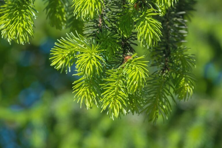 tree, spruce, pine needles-6474962.jpg